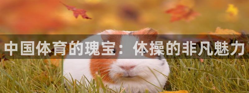 77体育官网：中国体育的瑰宝：体操的非凡魅力